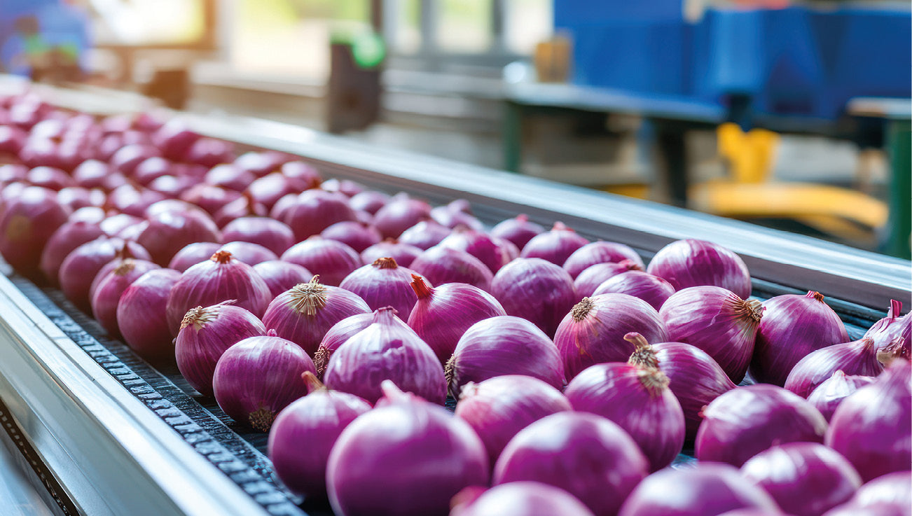Rote Zwiebeln auf einem Fließband